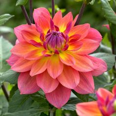 an orange and pink flower with green leaves