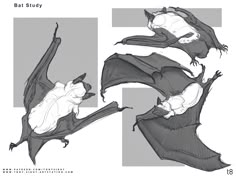 some drawings of bats flying in the air