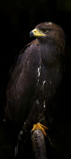 a large bird sitting on top of a tree branch in the dark night time with its eyes closed