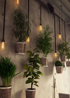 there are many potted plants hanging on the wall in this room with lights above them