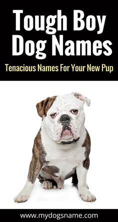 a dog with the title tough boy dog names tenacious names for your new pup