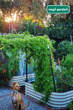 a dog standing in the middle of a garden filled with lots of plants and vegetables