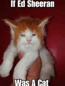 an orange and white cat is being held up by someone's hand with the caption if ed sheran was a cat