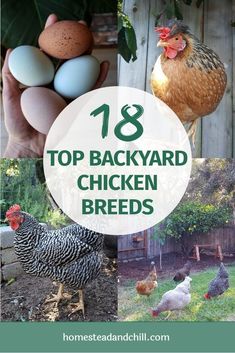 Chickens Backyard Breeds, Homestead Animals, Best Egg Laying Chickens, Egg Laying Chickens, Backyard Chicken Coop Plans, Backyard Chicken Farming, Raising Backyard Chickens, Chicken Coop Designs