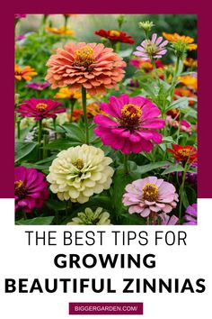 the best tips for growing beautiful zinnas