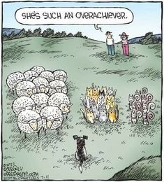 a cartoon depicting sheep being herded by two men in a field, one is saying she's such an overachier