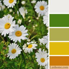 white daisies with yellow centers and green leaves in the foreground are color swatches