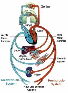 an image of the human heart and its major organ systems, labeled in english or german