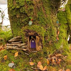 a fairy house built into the side of a tree