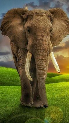 an elephant walking across a lush green field under a cloudy sky with birds in the distance