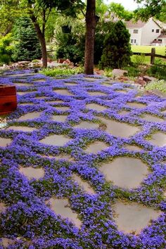 purple flowers are growing in the middle of a stone path that leads to a house