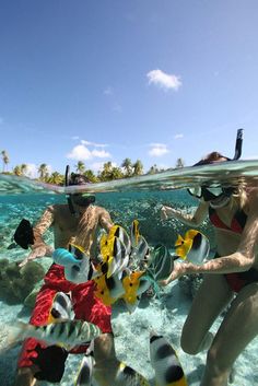 two people in swimsuits and snorkels are swimming through the water