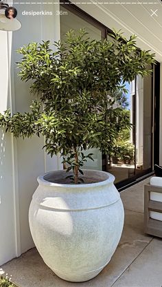 a large potted plant sitting on top of a cement floor next to a door