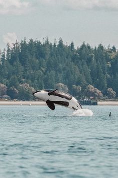 an orca jumping out of the water with trees in the background