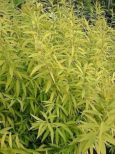 some very pretty green plants in the grass