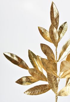 a gold leafy tree branch against a white sky