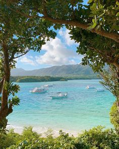 boats are in the water near some trees