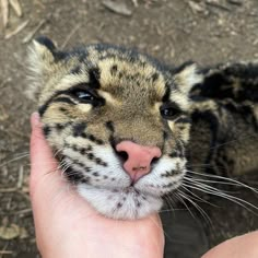 a close up of a person's hand holding a small cat with it's face