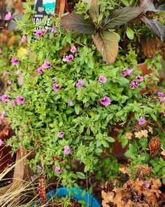 purple flowers growing on the side of a building