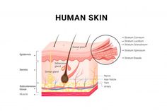 Реалистичная иллюстрация слоев жирной кожи | Бесплатно векторы Esthetics Notes, Esthetician Notes, Skin Anatomy, Remove Skin Tags Naturally, Esthetician School, Integumentary System, Skin Layers, Skin Burns, Dark Skin Men