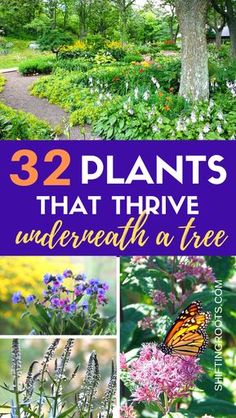 flowers and trees with text overlay that reads 32 plants that thive underneath at tree