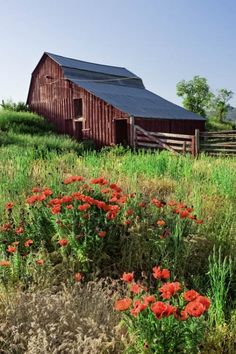 an old barn sits in the middle of a field with red flowers growing out of it