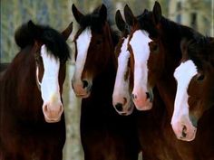 three brown and white horses standing next to each other