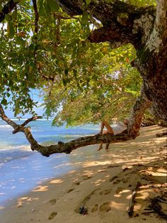 a woman laying on top of a tree next to the ocean with her feet in the sand