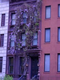 an apartment building with purple flowers growing on it