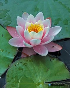 a pink and white water lily floating on top of green leaves