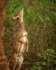 a deer standing on its hind legs in the woods eating leaves from a tree branch