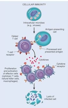 an image of cell membranes and their functions in the cellular system, labeled below