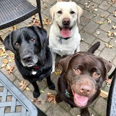 three dogs sitting next to each other on top of a brick patio covered in leaves