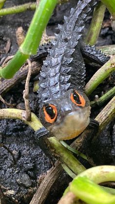 a close up of a small lizard on the ground