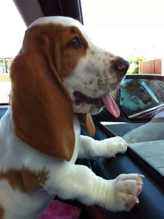 a brown and white dog sticking its head out the window