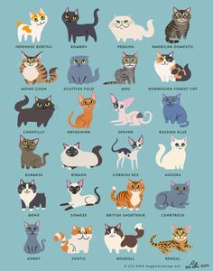 an image of cats in different colors and sizes on a blue background with words written below