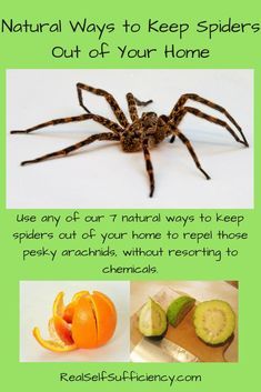 a spider with the words natural ways to keep spiders out of your home on it