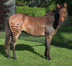 a zebra standing on top of a lush green field