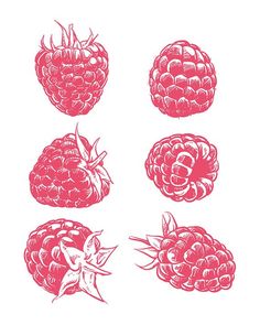 four raspberries are shown in red on a white background, each with different shapes and sizes