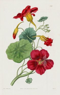 an illustration of red flowers and green leaves