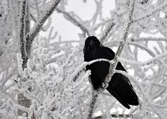 two black birds perched on branches covered in snow