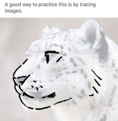 a white snow leopard with black lines drawn on it's face and the caption reads, a good way to practice this is by tracking images