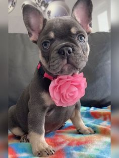 a small dog sitting on top of a bed with a pink flower in it's mouth