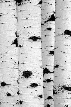 black and white photograph of the bark of three trees in front of an image of another tree