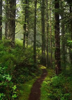 a path in the middle of a forest with lots of trees and grass on both sides