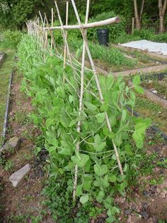 a garden with many plants growing in it