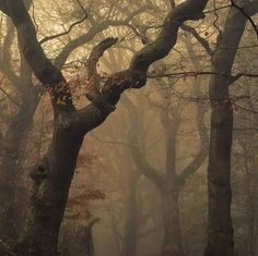 a forest filled with lots of trees covered in fog