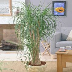 a potted palm tree in a living room