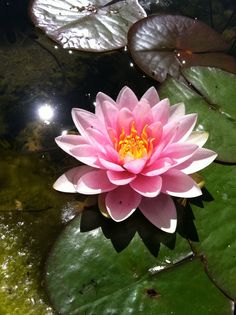 a pink flower sitting on top of a green leaf covered pond