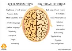 the left and right brain functions